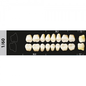 Стоматорг - Зубы Major C4 1/60 жевательный верх, 8 шт (Super Lux)