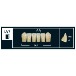 Стоматорг - Зубы Yeti B3 LV7 фронтальный низ (Tribos) 6 шт.
