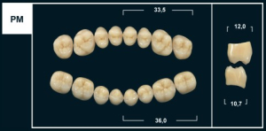 Стоматорг - Зубы Yeti D3 PM жевательный низ (Tribos) 8 шт.