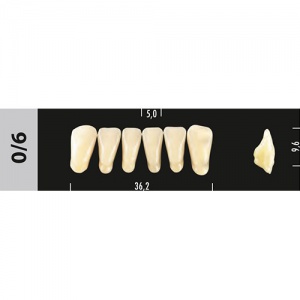 Стоматорг - Зубы Major C4 0/6 фронтальный низ, 6 шт (Super Lux)