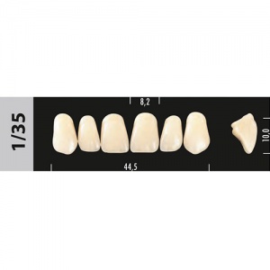 Стоматорг - Зубы Major C2  1/35 фронтальный верх, 6 шт (Super Lux)