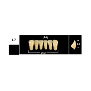 Стоматорг - Зубы Yeti A2 L7 фронтальный низ (Tribos) 6 шт.