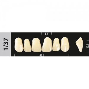 Стоматорг - Зубы Major C1 1/37, 28 шт (Super Lux)
